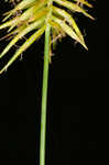 Bristly flatsedge